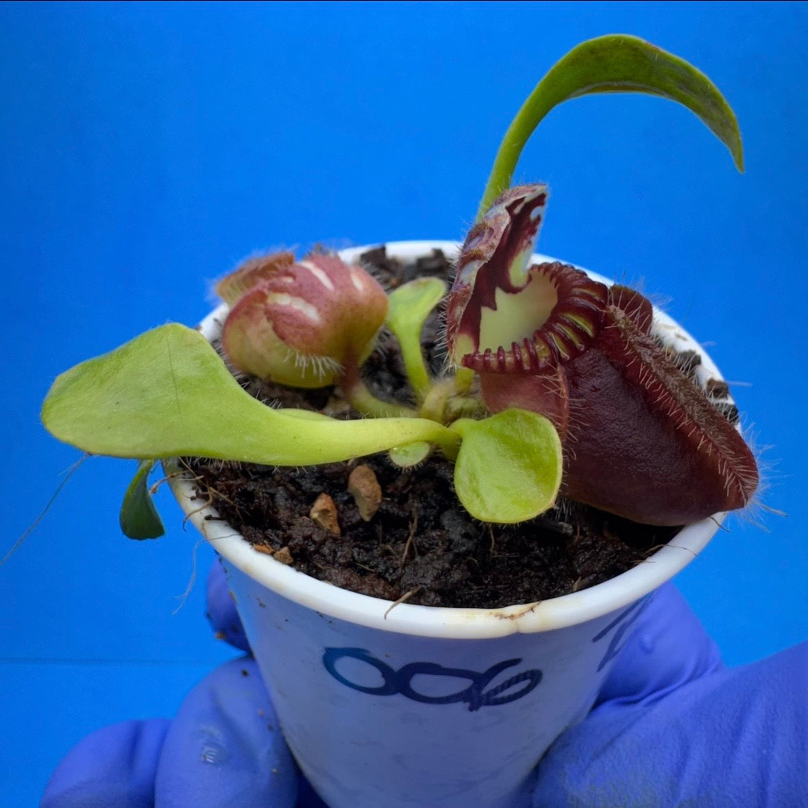 Cephalotus follicularis “Bubble Giant”