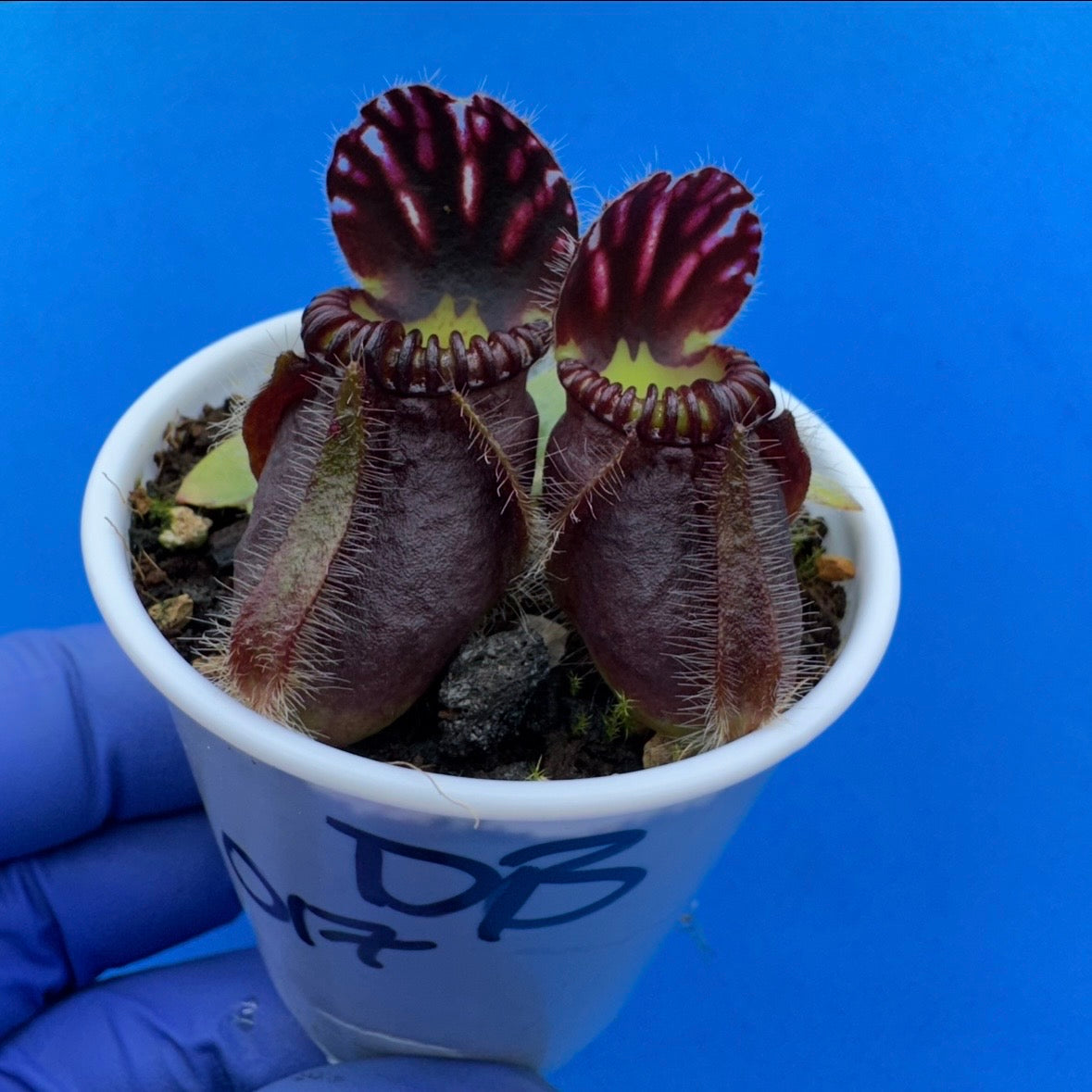 Cephalotus follicularis “Ducbog” (“UC Davis” X ‘OG Black’)