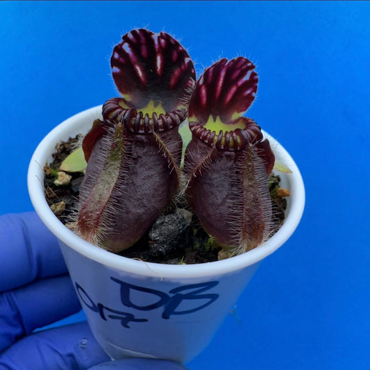 Cephalotus follicularis “Ducbog” (“UC Davis” X ‘OG Black’)