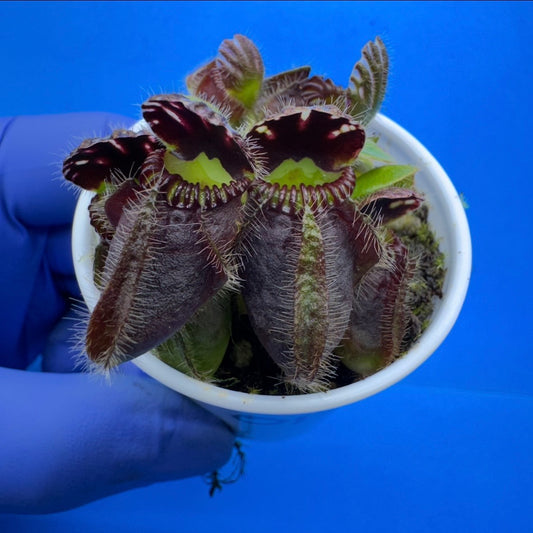 Cephalotus follicularis “Humbog” (('Hummer’s Giant’ X Self) X ‘OG Black’)