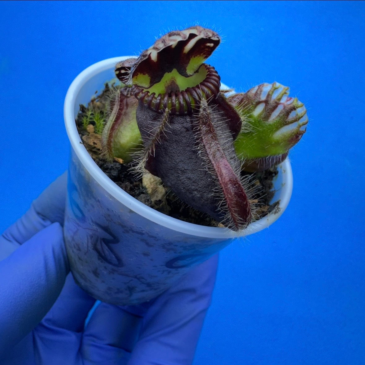 Cephalotus follicularis 'OG Black' – Deathalotus