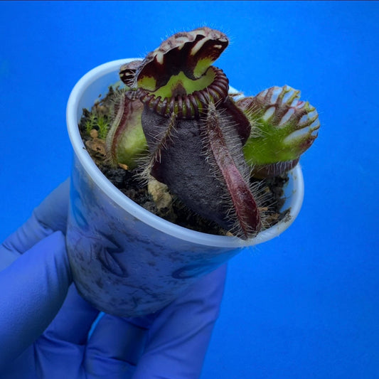 Cephalotus follicularis ‘OG Black’