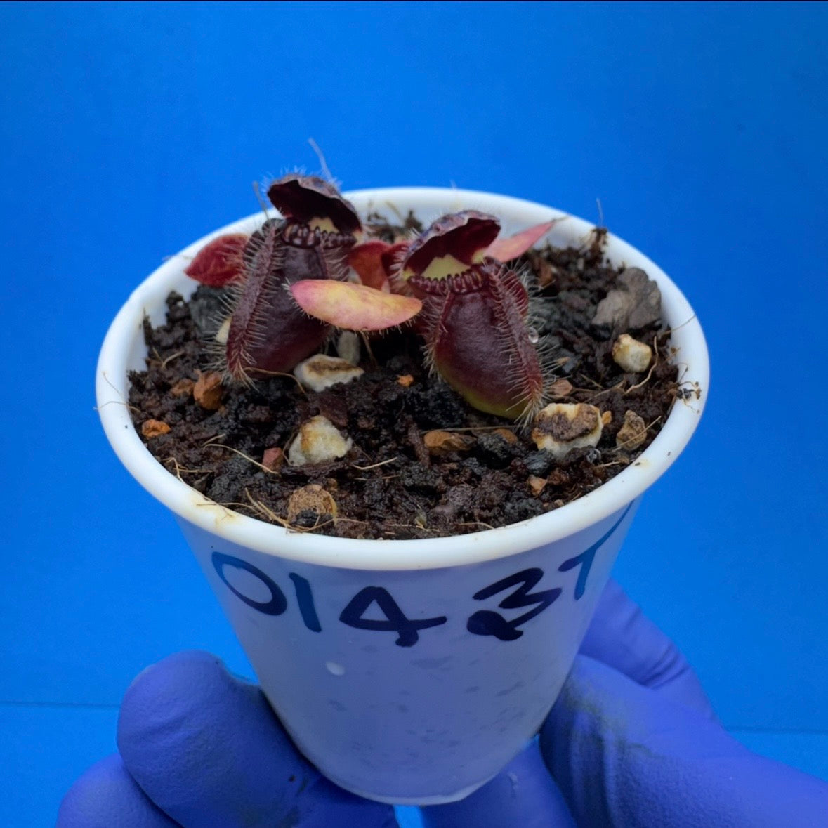 Cephalotus follicularis “Bogtanical” (‘OG Black’ X “UC Davis”)