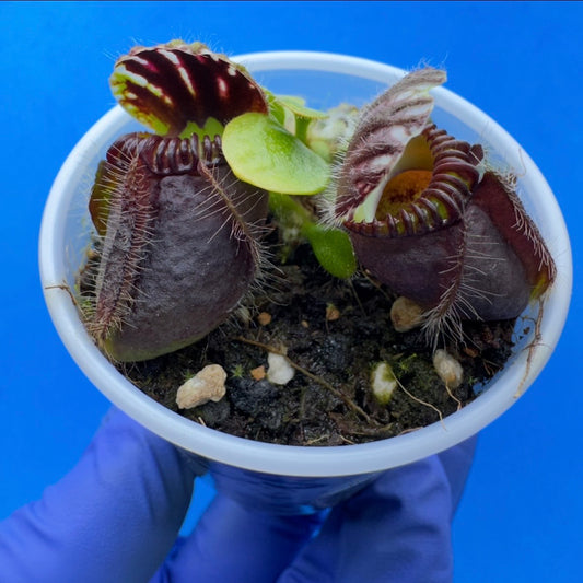 Cephalotus follicularis “Ogre” (‘OG Black’ X “Coalmine Beach”)