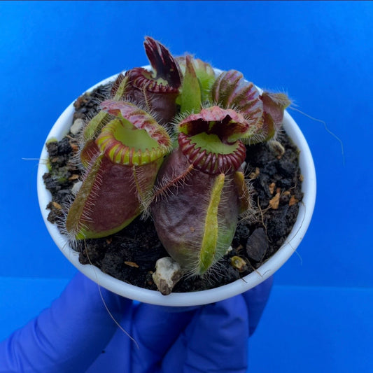 Cephalotus follicularis “Ogre” (‘OG Black’ X “Coalmine Beach”)