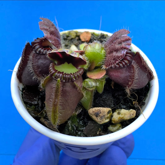 Cephalotus follicularis “Coalbog” (“Coalmine Beach” X ‘OG Black’)