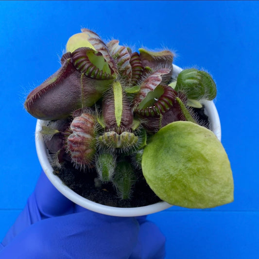Cephalotus follicularis “Bogjewels” (‘OG Black’ X “Julie Jones”)