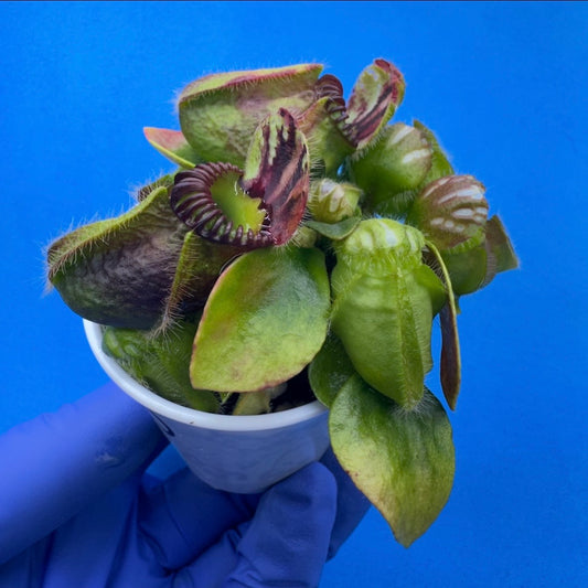 Cephalotus follicularis “UC Davis”
