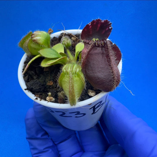 Cephalotus follicularis “Blix Goblin” (‘OG Black’ X (‘Hummer’s Giant’ X Self))