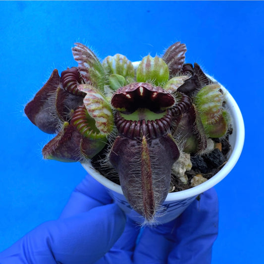 Cephalotus follicularis “Bogjewels” (‘OG Black’ X “Julie Jones”)