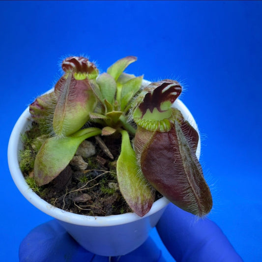 Cephalotus follicularis “Humbog” (('Hummer’s Giant’ X Self) X ‘OG Black’)