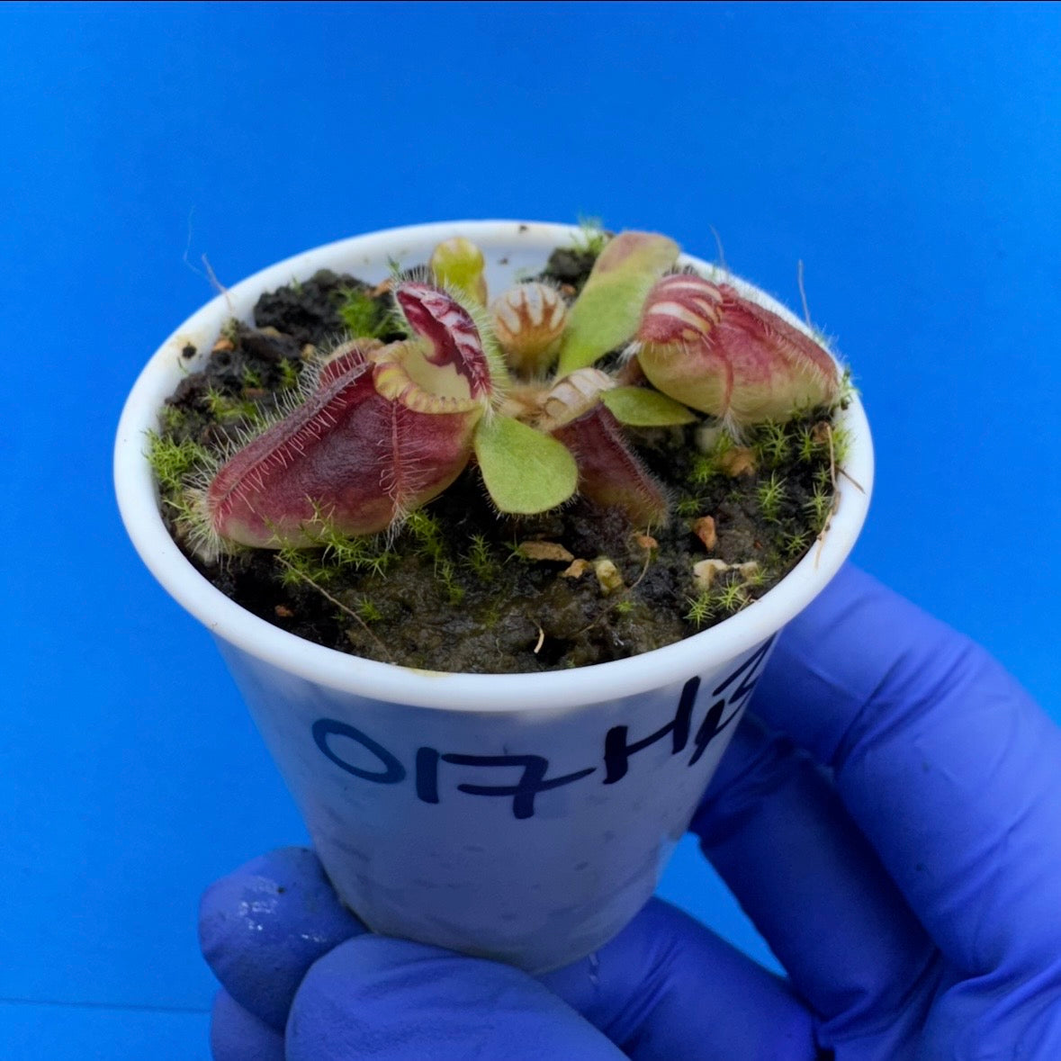 Cephalotus follicularis “Humbog” (('Hummer’s Giant’ X Self) X ‘OG Black’)