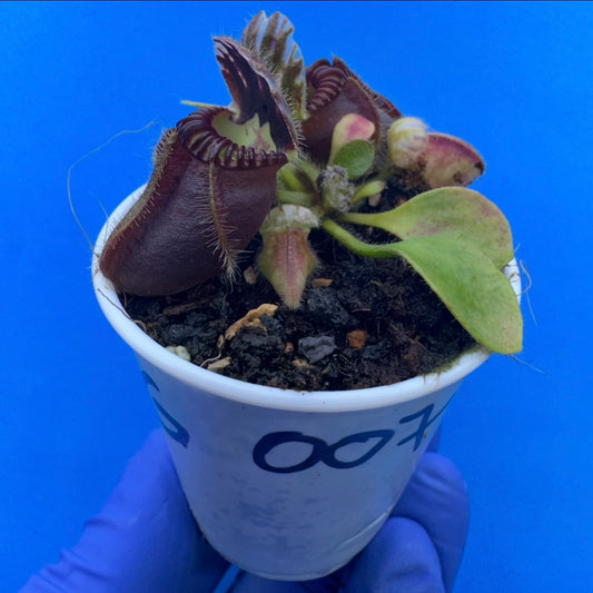 Cephalotus follicularis “Bubble Giant”