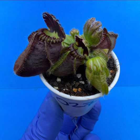 Cephalotus follicularis “Anthracite” (“Coalmine Beach” X ‘OG Black’)