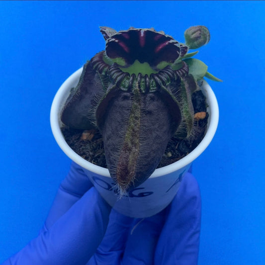 Cephalotus follicularis “Anthracite” (“Coalmine Beach” X ‘OG Black’)