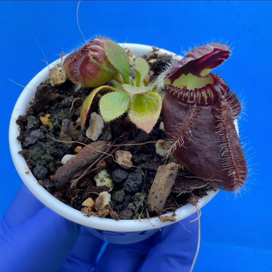 Cephalotus follicularis “Bogtanical” (‘OG Black’ X “UC Davis”)