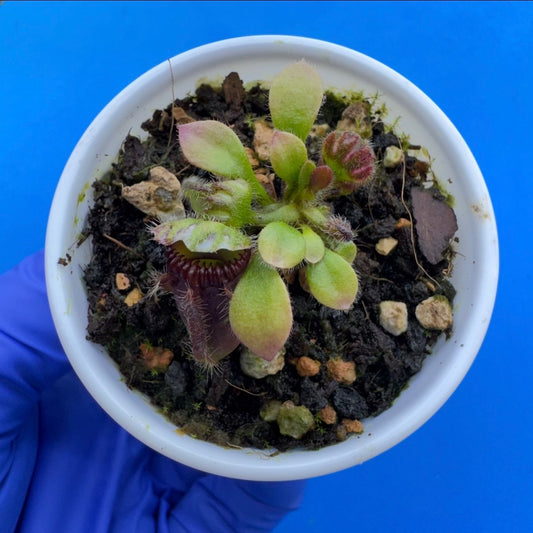 Cephalotus follicularis “Anthracite” (“Coalmine Beach” X ‘OG Black’)