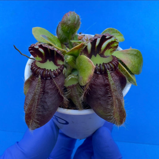 Cephalotus follicularis “Bogduc” (‘OG Black’ X “UC Davis”)