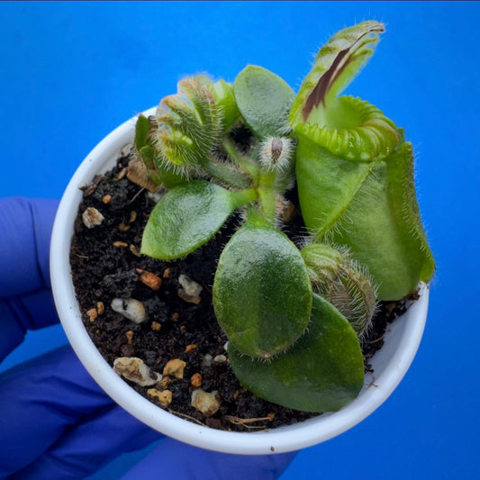 Cephalotus follicularis “Bubble Giant”