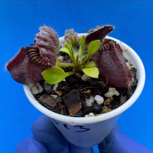Cephalotus follicularis “Coalbog” (“Coalmine Beach” X ‘OG Black’)