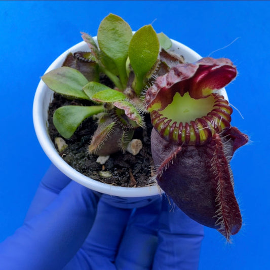Cephalotus follicularis “Anthracite” (“Coalmine Beach” X ‘OG Black’)
