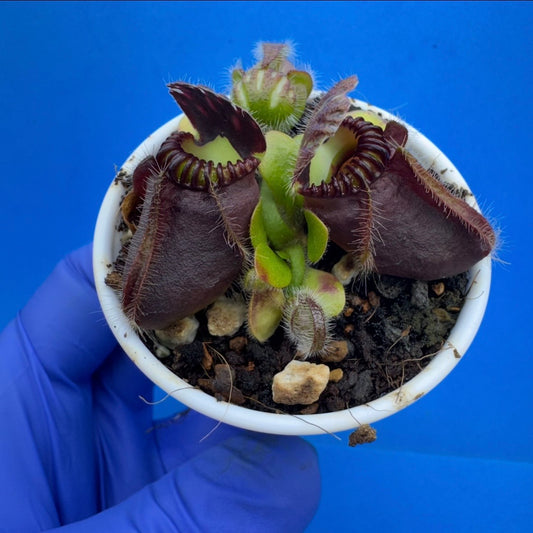 Cephalotus follicularis “Blix Goblin” (‘OG Black’ X (‘Hummer’s Giant’ X Self))