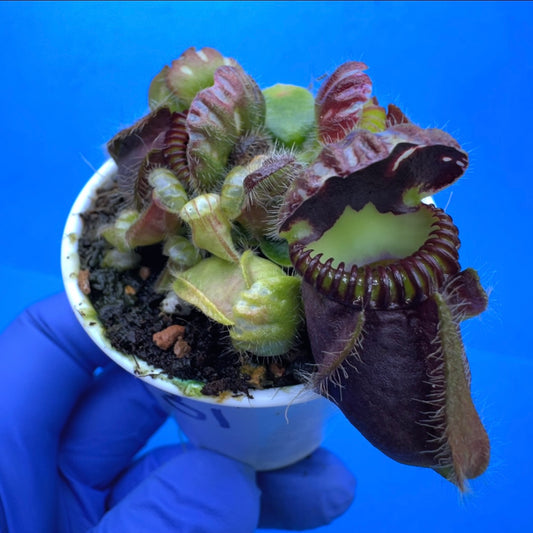 Cephalotus follicularis “Ogre” (‘OG Black’ X “Coalmine Beach”)