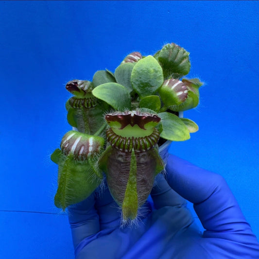 Cephalotus follicularis “Ogre” (‘OG Black’ X “Coalmine Beach”)