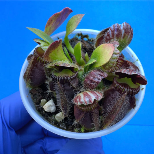 Cephalotus follicularis “Bogjewels” (‘OG Black’ X “Julie Jones”)