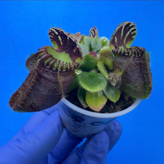 Cephalotus follicularis “Ogre” (‘OG Black’ X “Coalmine Beach”)