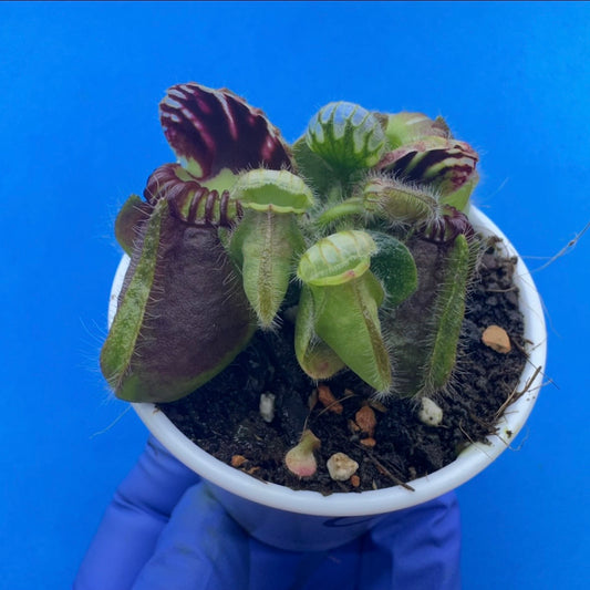 Cephalotus follicularis “Ogre” (‘OG Black’ X “Coalmine Beach”)