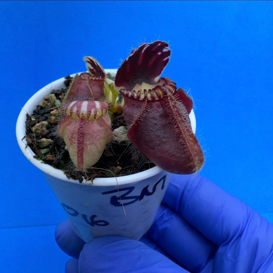 Cephalotus follicularis “Blackmine” (‘OG Black’ X “Coalmine Beach”)