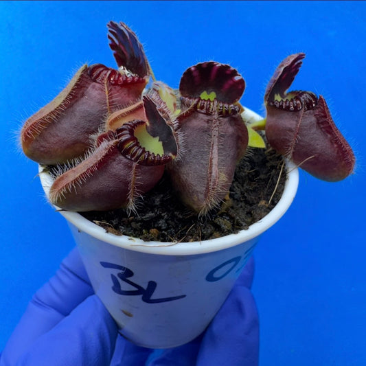Cephalotus follicularis “Blix Goblin” (‘OG Black’ X (‘Hummer’s Giant’ X Self))