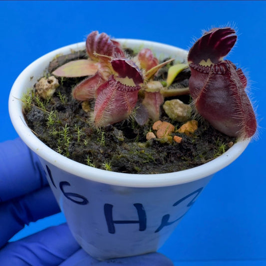 Cephalotus follicularis “Humbog” (('Hummer’s Giant’ X Self) X ‘OG Black’)