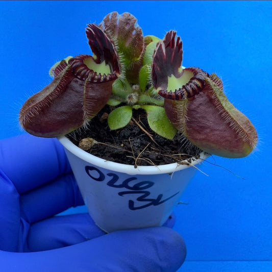 Cephalotus follicularis “Blix Goblin” (‘OG Black’ X (‘Hummer’s Giant’ X Self))