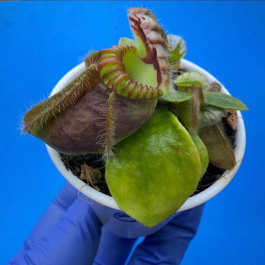 Cephalotus follicularis “Bubble Giant”