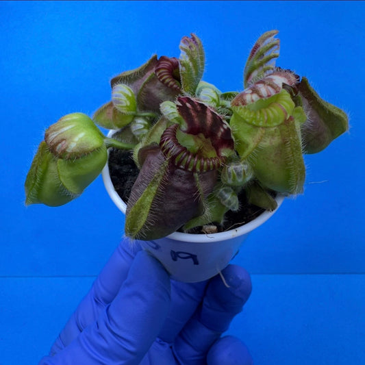 Cephalotus follicularis “UC Davis”