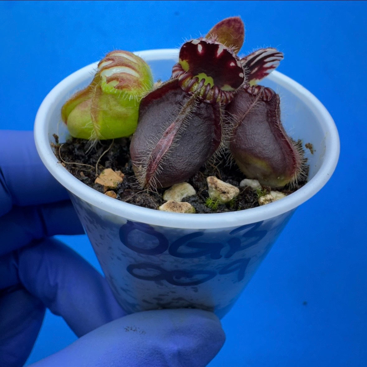 Cephalotus follicularis ‘OG Black’
