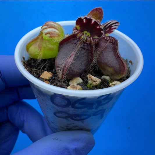 Cephalotus follicularis ‘OG Black’