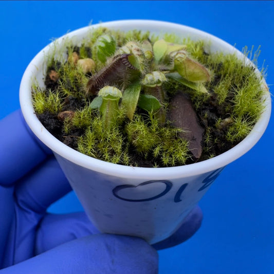 Cephalotus follicularis “Humbog” (('Hummer’s Giant’ X Self) X ‘OG Black’)