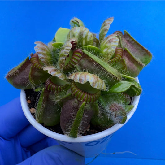 Cephalotus follicularis “Bogjewels” (‘OG Black’ X “Julie Jones”)