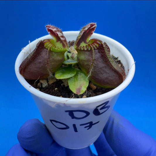 Cephalotus follicularis “Ducbog” (“UC Davis” X ‘OG Black’)