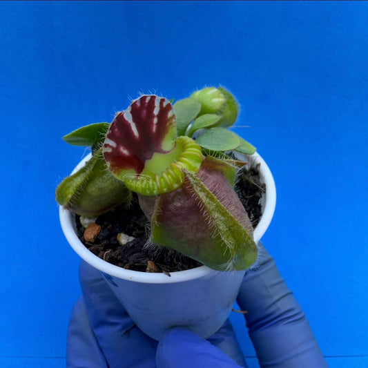 Cephalotus follicularis “Blackmine” (‘OG Black’ X “Coalmine Beach”)