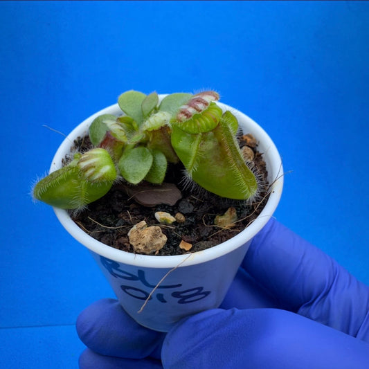 Cephalotus follicularis “Blix Goblin” (‘OG Black’ X (‘Hummer’s Giant’ X Self))