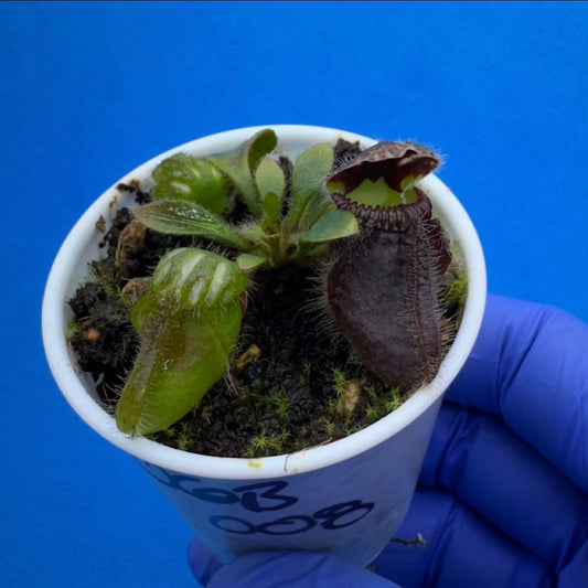 Cephalotus follicularis ‘OG Black’