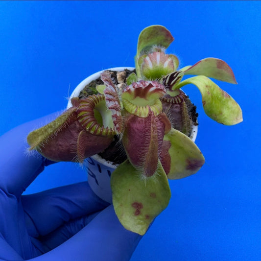 Cephalotus follicularis “Bubble Giant”