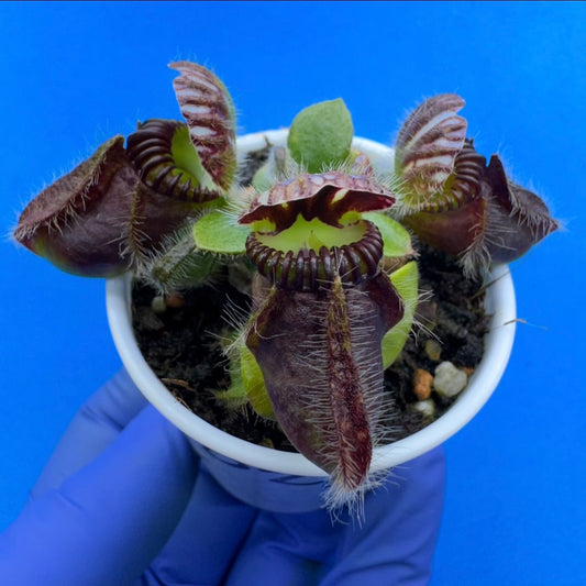 Cephalotus follicularis “Bogjewels” (‘OG Black’ X “Julie Jones”)