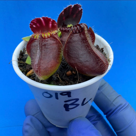 Cephalotus follicularis “Blix Goblin” (‘OG Black’ X (‘Hummer’s Giant’ X Self))