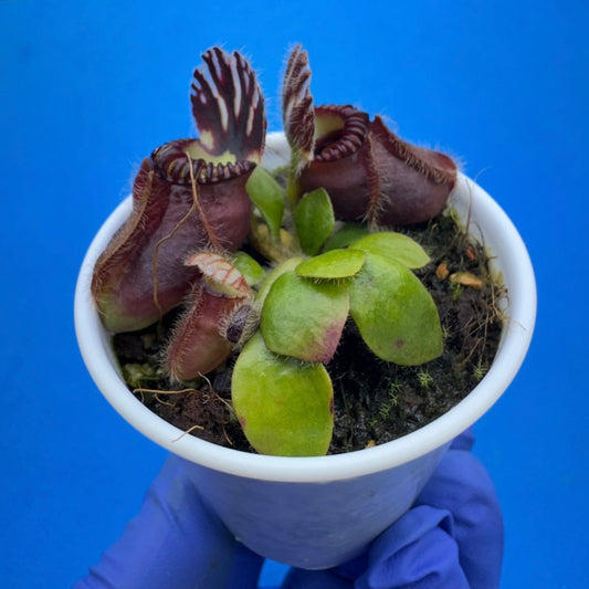 Cephalotus follicularis “Ducbog” (“UC Davis” X ‘OG Black’)