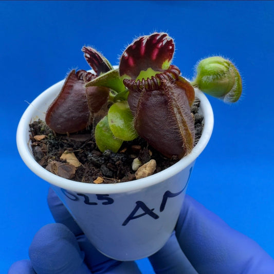 Cephalotus follicularis “Anthracite” (“Coalmine Beach” X ‘OG Black’)